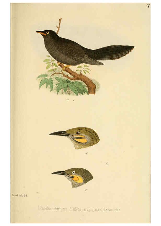 Reproducción/Reproduction 6299164900: Beitrag zur fauna Centralpolynesiens. Ornithologie der Viti-, Samoa- und Tonga-inseln Halle,H. W. Schmidt,1867