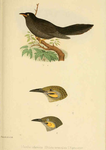 Reproducción/Reproduction 6299164900: Beitrag zur fauna Centralpolynesiens. Ornithologie der Viti-, Samoa- und Tonga-inseln Halle,H. W. Schmidt,1867