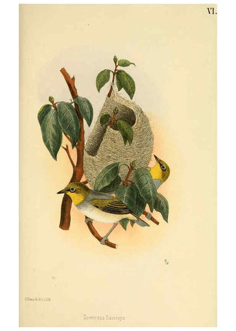 Reproducción/Reproduction 6299165174: Beitrag zur fauna Centralpolynesiens. Ornithologie der Viti-, Samoa- und Tonga-inseln Halle,H. W. Schmidt,1867