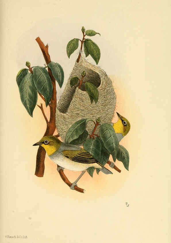 Reproducción/Reproduction 6299165174: Beitrag zur fauna Centralpolynesiens. Ornithologie der Viti-, Samoa- und Tonga-inseln Halle,H. W. Schmidt,1867