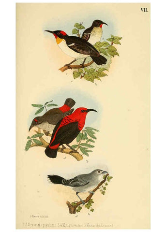 Reproducción/Reproduction 6298633323: Beitrag zur fauna Centralpolynesiens. Ornithologie der Viti-, Samoa- und Tonga-inseln Halle,H. W. Schmidt,1867