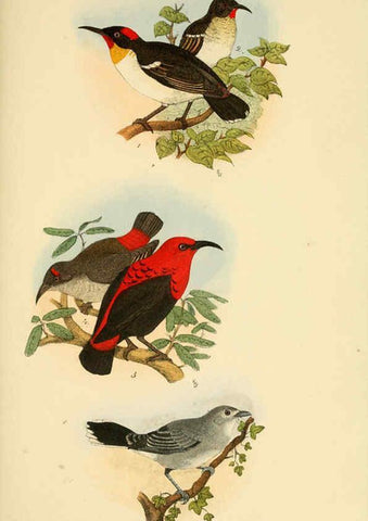 Reproducción/Reproduction 6298633323: Beitrag zur fauna Centralpolynesiens. Ornithologie der Viti-, Samoa- und Tonga-inseln Halle,H. W. Schmidt,1867