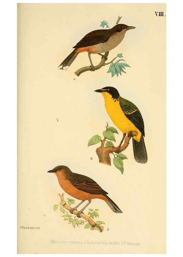 Reproducción/Reproduction 6298633889: Beitrag zur fauna Centralpolynesiens. Ornithologie der Viti-, Samoa- und Tonga-inseln Halle,H. W. Schmidt,1867