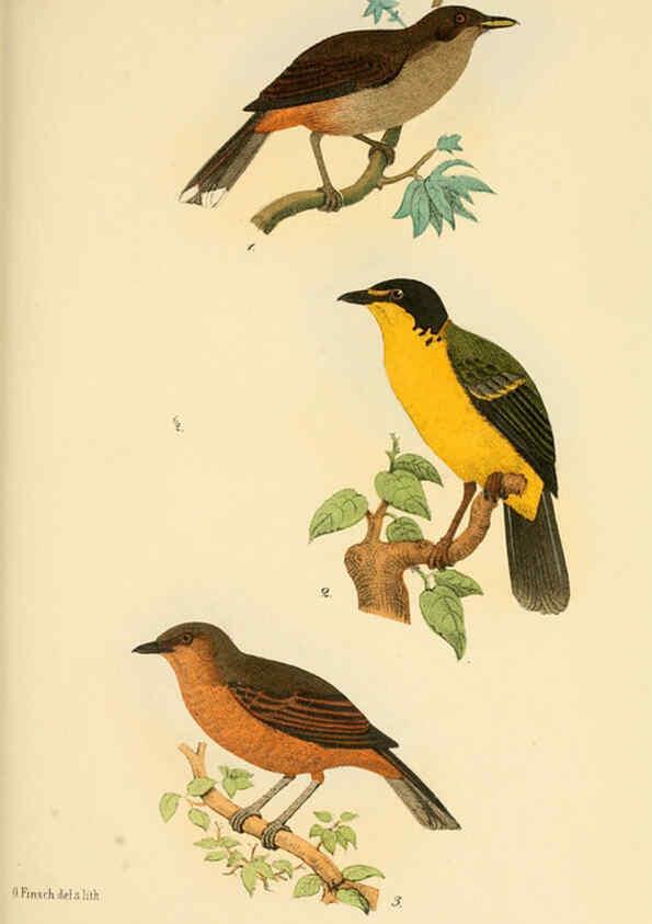 Reproducción/Reproduction 6298633889: Beitrag zur fauna Centralpolynesiens. Ornithologie der Viti-, Samoa- und Tonga-inseln Halle,H. W. Schmidt,1867