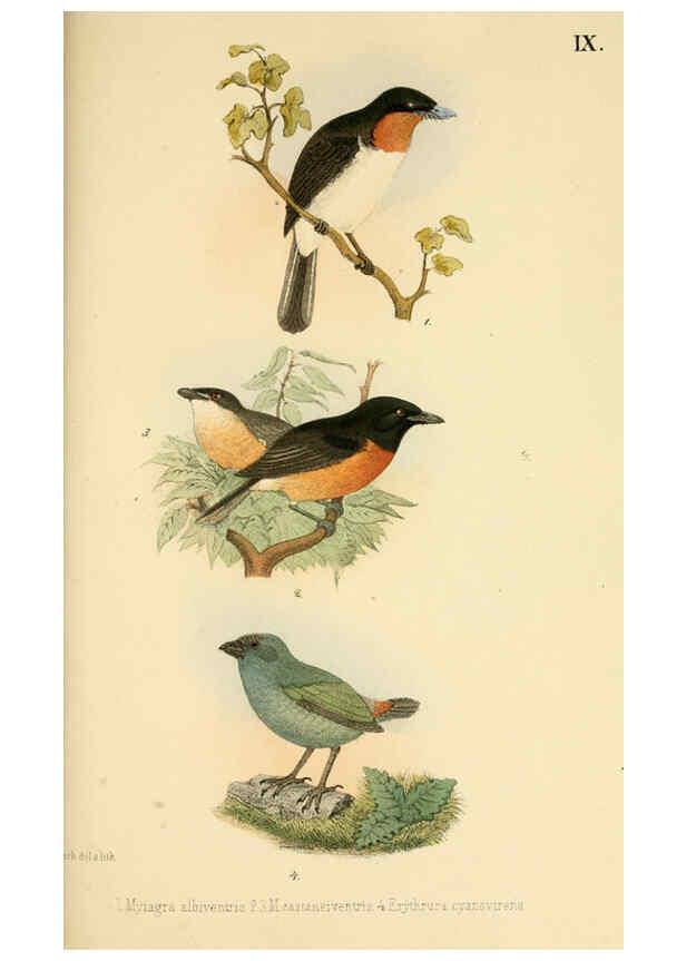 Reproducción/Reproduction 6298634315: Beitrag zur fauna Centralpolynesiens. Ornithologie der Viti-, Samoa- und Tonga-inseln Halle,H. W. Schmidt,1867