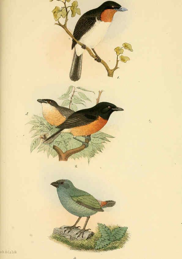 Reproducción/Reproduction 6298634315: Beitrag zur fauna Centralpolynesiens. Ornithologie der Viti-, Samoa- und Tonga-inseln Halle,H. W. Schmidt,1867