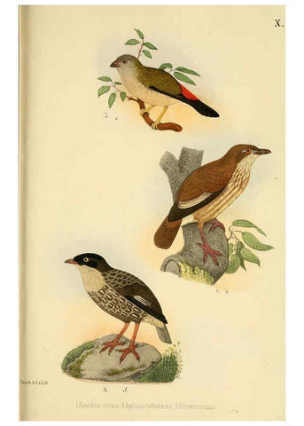 Reproducción/Reproduction 6298634565: Beitrag zur fauna Centralpolynesiens. Ornithologie der Viti-, Samoa- und Tonga-inseln Halle,H. W. Schmidt,1867