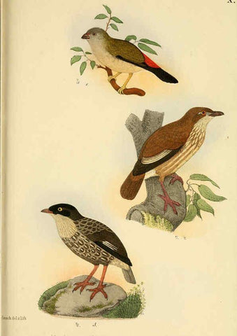 Reproducción/Reproduction 6298634565: Beitrag zur fauna Centralpolynesiens. Ornithologie der Viti-, Samoa- und Tonga-inseln Halle,H. W. Schmidt,1867