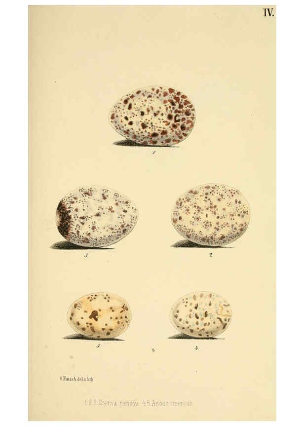 Reproducción/Reproduction 6299164616: Beitrag zur fauna Centralpolynesiens. Ornithologie der Viti-, Samoa- und Tonga-inseln Halle,H. W. Schmidt,1867