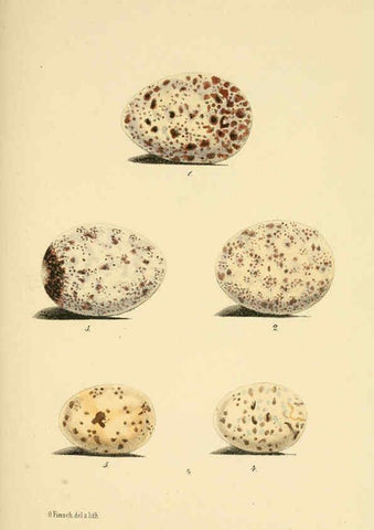 Reproducción/Reproduction 6299164616: Beitrag zur fauna Centralpolynesiens. Ornithologie der Viti-, Samoa- und Tonga-inseln Halle,H. W. Schmidt,1867