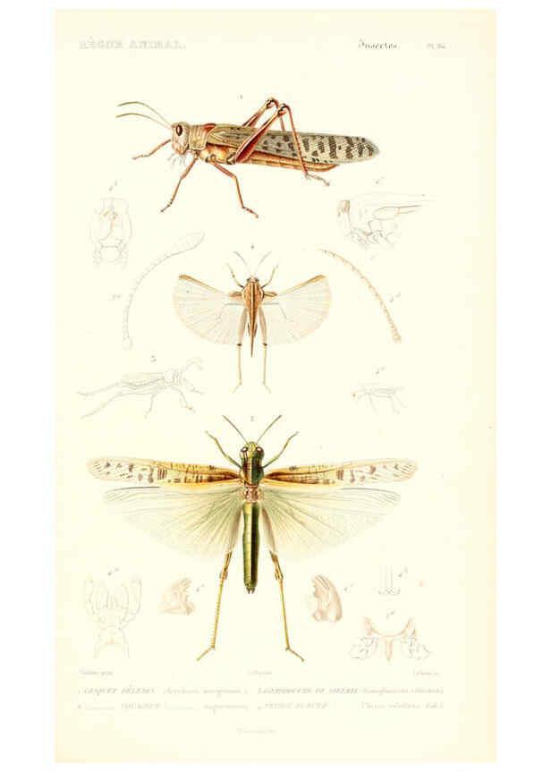 Reproducción/Reproduction 6299059822: Le règne animal distribué d'après son organisation. v.6-7. pt.2. Atlas Paris :Fortin, Masson et cie,[1836-49] 