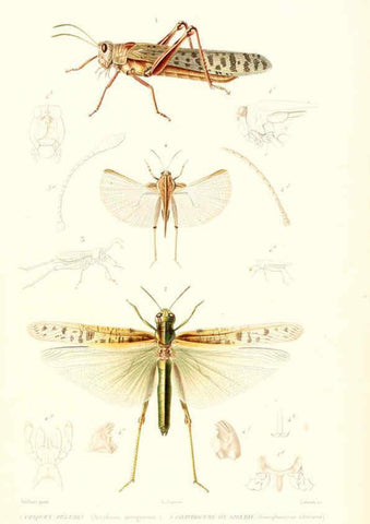 Reproducción/Reproduction 6299059822: Le règne animal distribué d'après son organisation. v.6-7. pt.2. Atlas Paris :Fortin, Masson et cie,[1836-49] 