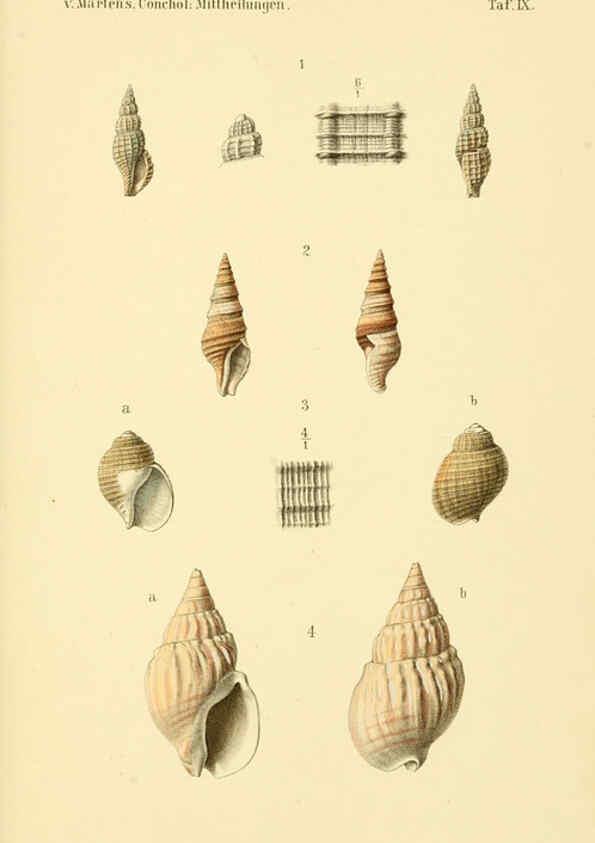 Reproducción/Reproduction 6298952568: Conchologische Mittheilungen als Fortsetzung der Novitates conchologicae. bd 1 - 3. Cassell :T. Fischer,1880- 