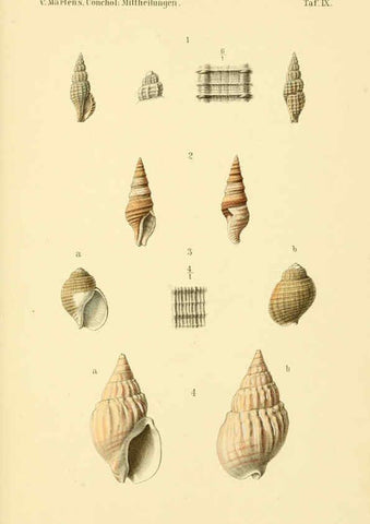 Reproducción/Reproduction 6298952568: Conchologische Mittheilungen als Fortsetzung der Novitates conchologicae. bd 1 - 3. Cassell :T. Fischer,1880- 