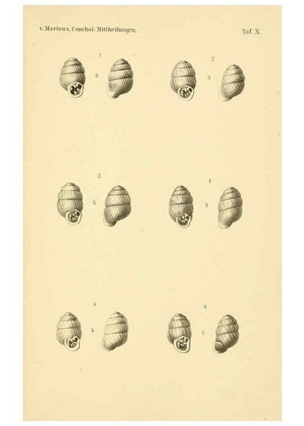 Reproducción/Reproduction 6298421581: Conchologische Mittheilungen als Fortsetzung der Novitates conchologicae. bd 1 - 3. Cassell :T. Fischer,1880- 