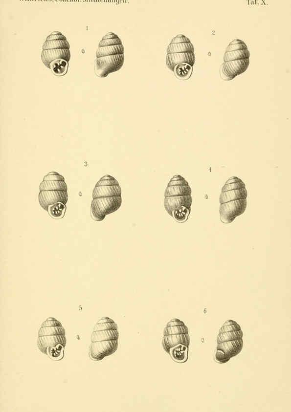 Reproducción/Reproduction 6298421581: Conchologische Mittheilungen als Fortsetzung der Novitates conchologicae. bd 1 - 3. Cassell :T. Fischer,1880- 