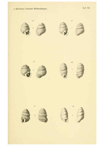 Reproducción/Reproduction 6298953500: Conchologische Mittheilungen als Fortsetzung der Novitates conchologicae. bd 1 - 3. Cassell :T. Fischer,1880- 