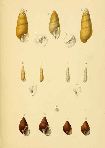 Reproducción/Reproduction 6298954868: Conchologische Mittheilungen als Fortsetzung der Novitates conchologicae. bd 1 - 3. Cassell :T. Fischer,1880- 