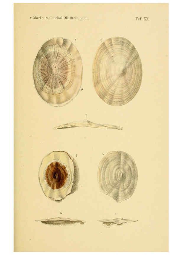 Reproducción/Reproduction 6298955720: Conchologische Mittheilungen als Fortsetzung der Novitates conchologicae. bd 1 - 3. Cassell :T. Fischer,1880- 