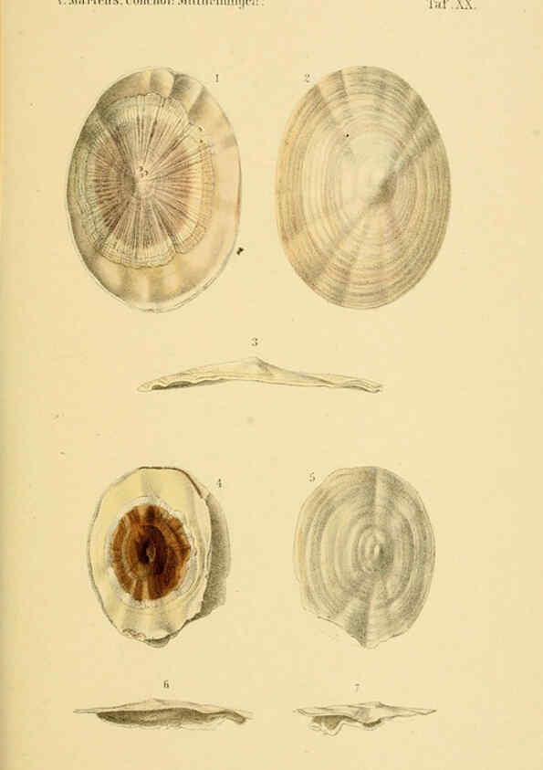 Reproducción/Reproduction 6298955720: Conchologische Mittheilungen als Fortsetzung der Novitates conchologicae. bd 1 - 3. Cassell :T. Fischer,1880- 