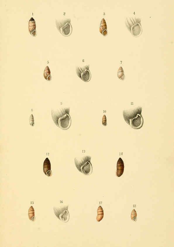 Reproducción/Reproduction 6298420503: Conchologische Mittheilungen als Fortsetzung der Novitates conchologicae. bd 1 - 3. Cassell :T. Fischer,1880- 