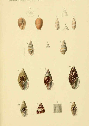 Reproducción/Reproduction 6298956532: Conchologische Mittheilungen als Fortsetzung der Novitates conchologicae. bd 1 - 3. Cassell :T. Fischer,1880- 