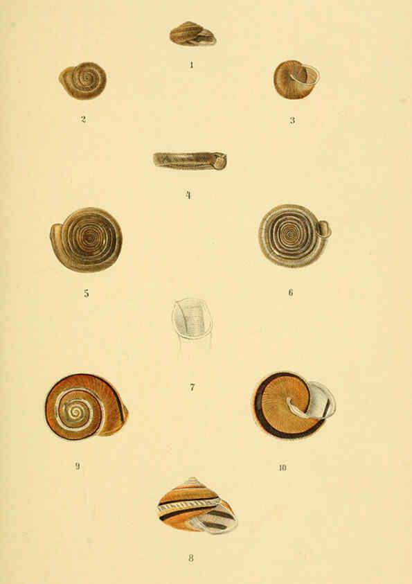 Reproducción/Reproduction 6298950222: Conchologische Mittheilungen als Fortsetzung der Novitates conchologicae. bd 1 - 3. Cassell :T. Fischer,1880- 