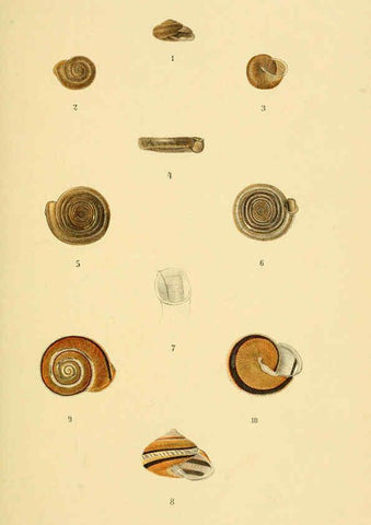 Reproducción/Reproduction 6298950222: Conchologische Mittheilungen als Fortsetzung der Novitates conchologicae. bd 1 - 3. Cassell :T. Fischer,1880- 