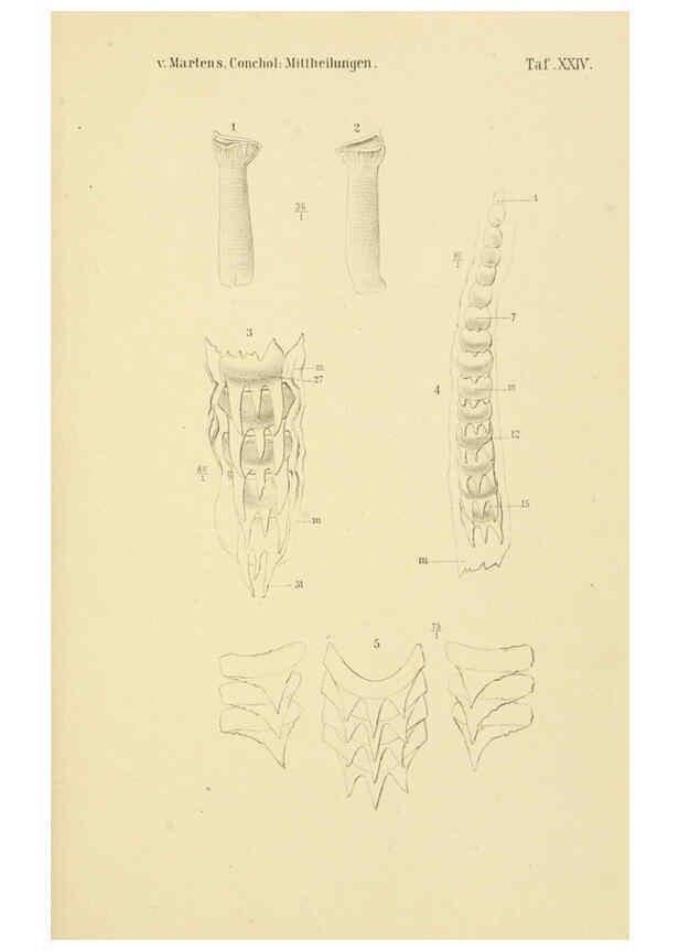 Reproducción/Reproduction 6298956884: Conchologische Mittheilungen als Fortsetzung der Novitates conchologicae. bd 1 - 3. Cassell :T. Fischer,1880- 