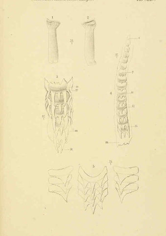 Reproducción/Reproduction 6298956884: Conchologische Mittheilungen als Fortsetzung der Novitates conchologicae. bd 1 - 3. Cassell :T. Fischer,1880- 