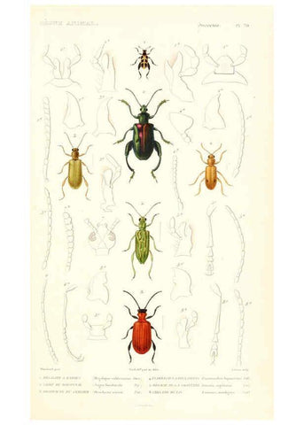 Reproducción/Reproduction 6298522185: Le règne animal distribué d'après son organisation. v.6-7. pt.2. Atlas Paris :Fortin, Masson et cie,[1836-49] 