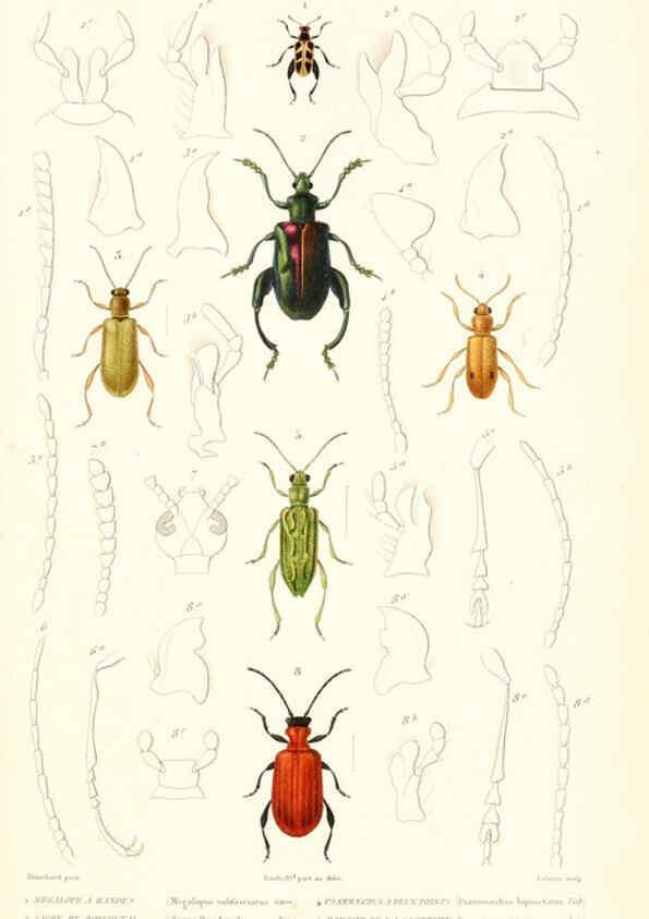 Reproducción/Reproduction 6298522185: Le règne animal distribué d'après son organisation. v.6-7. pt.2. Atlas Paris :Fortin, Masson et cie,[1836-49] 