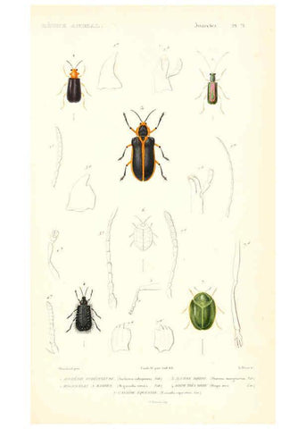 Reproducción/Reproduction 6298522503: Le règne animal distribué d'après son organisation. v.6-7. pt.2. Atlas Paris :Fortin, Masson et cie,[1836-49] 