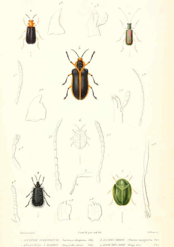 Reproducción/Reproduction 6298522503: Le règne animal distribué d'après son organisation. v.6-7. pt.2. Atlas Paris :Fortin, Masson et cie,[1836-49] 