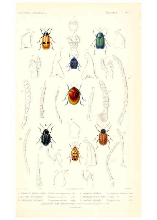 Reproducción/Reproduction 6299054898: Le règne animal distribué d'après son organisation. v.6-7. pt.2. Atlas Paris :Fortin, Masson et cie,[1836-49] 