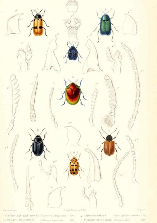 Reproducción/Reproduction 6299054898: Le règne animal distribué d'après son organisation. v.6-7. pt.2. Atlas Paris :Fortin, Masson et cie,[1836-49] 