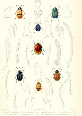 Reproducción/Reproduction 6299054898: Le règne animal distribué d'après son organisation. v.6-7. pt.2. Atlas Paris :Fortin, Masson et cie,[1836-49] 