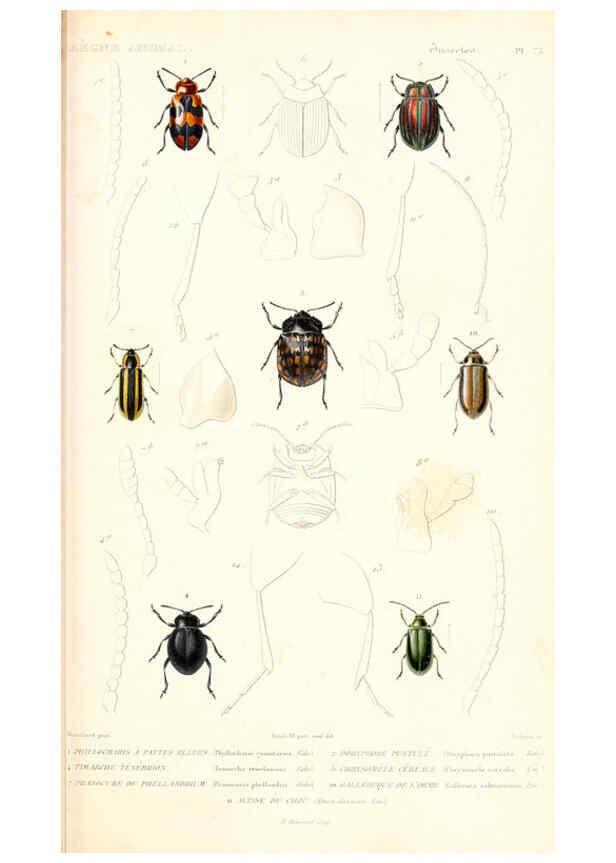 Reproducción/Reproduction 6298523075: Le règne animal distribué d'après son organisation. v.6-7. pt.2. Atlas Paris :Fortin, Masson et cie,[1836-49] 