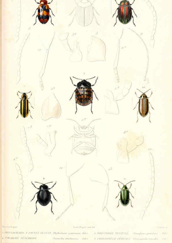 Reproducción/Reproduction 6298523075: Le règne animal distribué d'après son organisation. v.6-7. pt.2. Atlas Paris :Fortin, Masson et cie,[1836-49] 