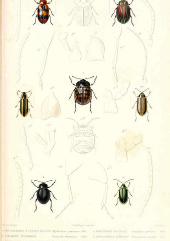 Reproducción/Reproduction 6298523075: Le règne animal distribué d'après son organisation. v.6-7. pt.2. Atlas Paris :Fortin, Masson et cie,[1836-49] 