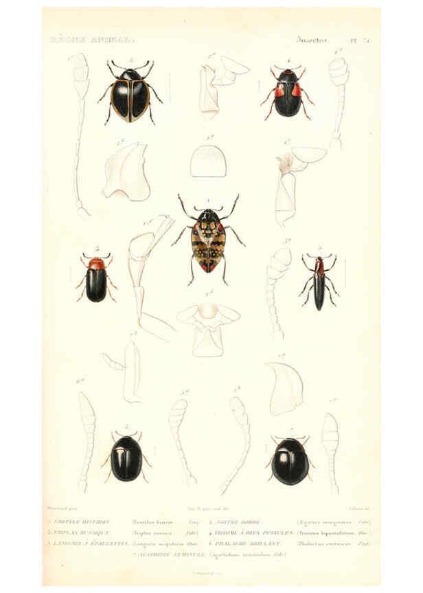 Reproducción/Reproduction 6299055562: Le règne animal distribué d'après son organisation. v.6-7. pt.2. Atlas Paris :Fortin, Masson et cie,[1836-49] 