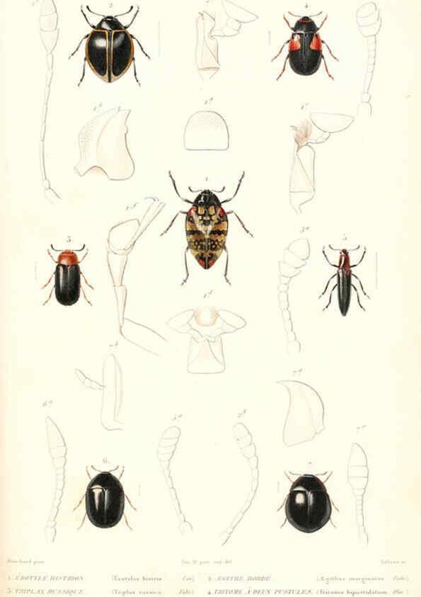 Reproducción/Reproduction 6299055562: Le règne animal distribué d'après son organisation. v.6-7. pt.2. Atlas Paris :Fortin, Masson et cie,[1836-49] 