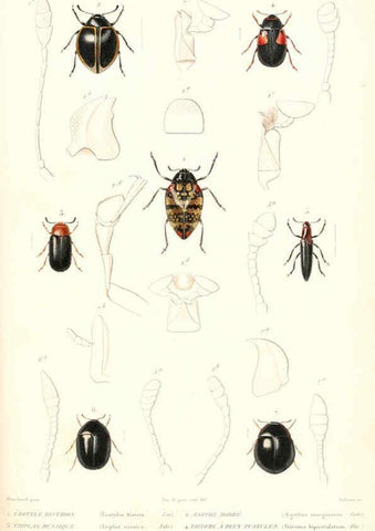 Reproducción/Reproduction 6299055562: Le règne animal distribué d'après son organisation. v.6-7. pt.2. Atlas Paris :Fortin, Masson et cie,[1836-49] 