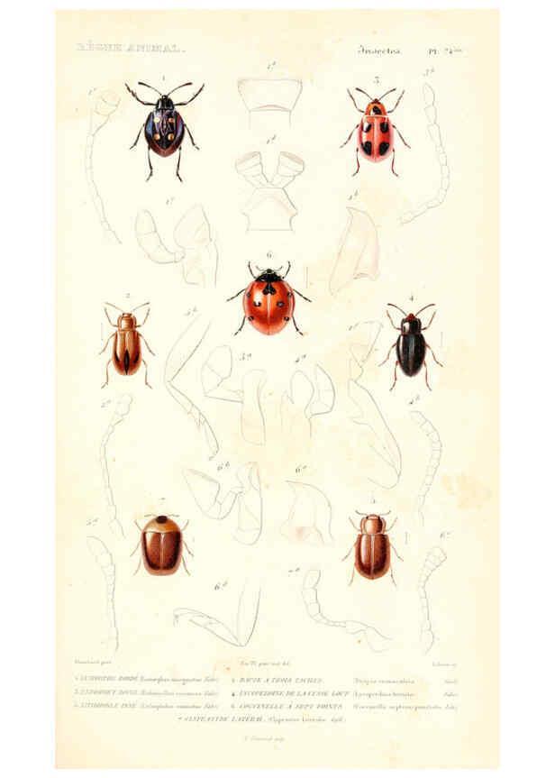 Reproducción/Reproduction 6298523667: Le règne animal distribué d'après son organisation. v.6-7. pt.2. Atlas Paris :Fortin, Masson et cie,[1836-49] 