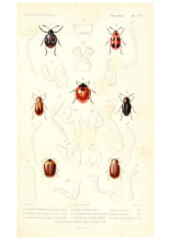 Reproducción/Reproduction 6298523667: Le règne animal distribué d'après son organisation. v.6-7. pt.2. Atlas Paris :Fortin, Masson et cie,[1836-49] 