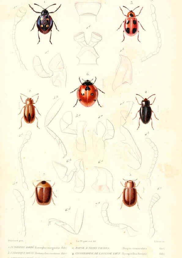 Reproducción/Reproduction 6298523667: Le règne animal distribué d'après son organisation. v.6-7. pt.2. Atlas Paris :Fortin, Masson et cie,[1836-49] 