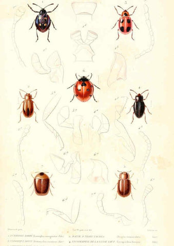 Reproducción/Reproduction 6298523667: Le règne animal distribué d'après son organisation. v.6-7. pt.2. Atlas Paris :Fortin, Masson et cie,[1836-49] 