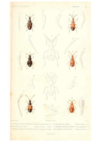 Reproducción/Reproduction 6299056072: Le règne animal distribué d'après son organisation. v.6-7. pt.2. Atlas Paris :Fortin, Masson et cie,[1836-49] 