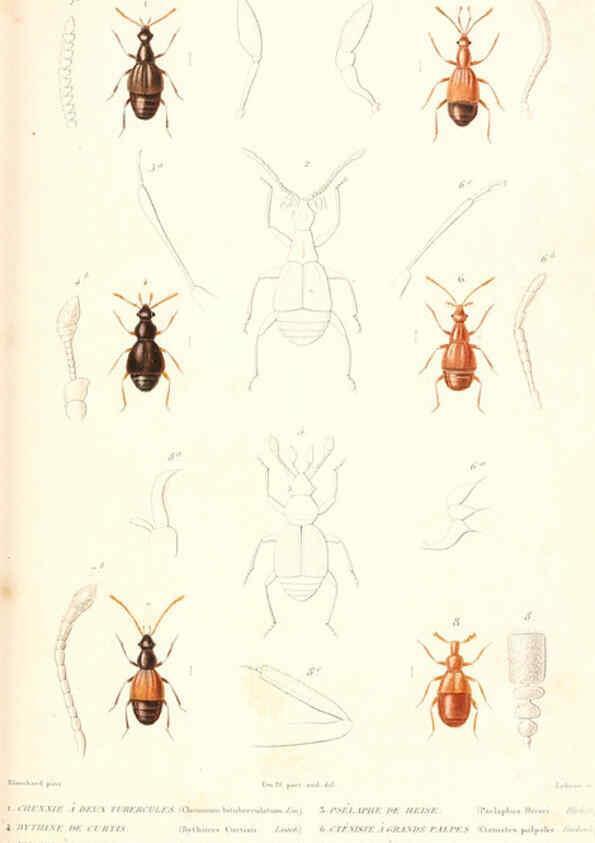 Reproducción/Reproduction 6299056072: Le règne animal distribué d'après son organisation. v.6-7. pt.2. Atlas Paris :Fortin, Masson et cie,[1836-49] 