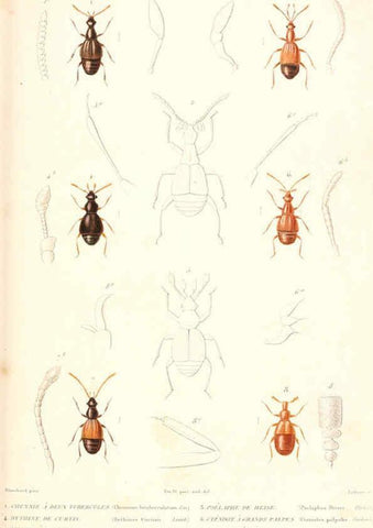 Reproducción/Reproduction 6299056072: Le règne animal distribué d'après son organisation. v.6-7. pt.2. Atlas Paris :Fortin, Masson et cie,[1836-49] 